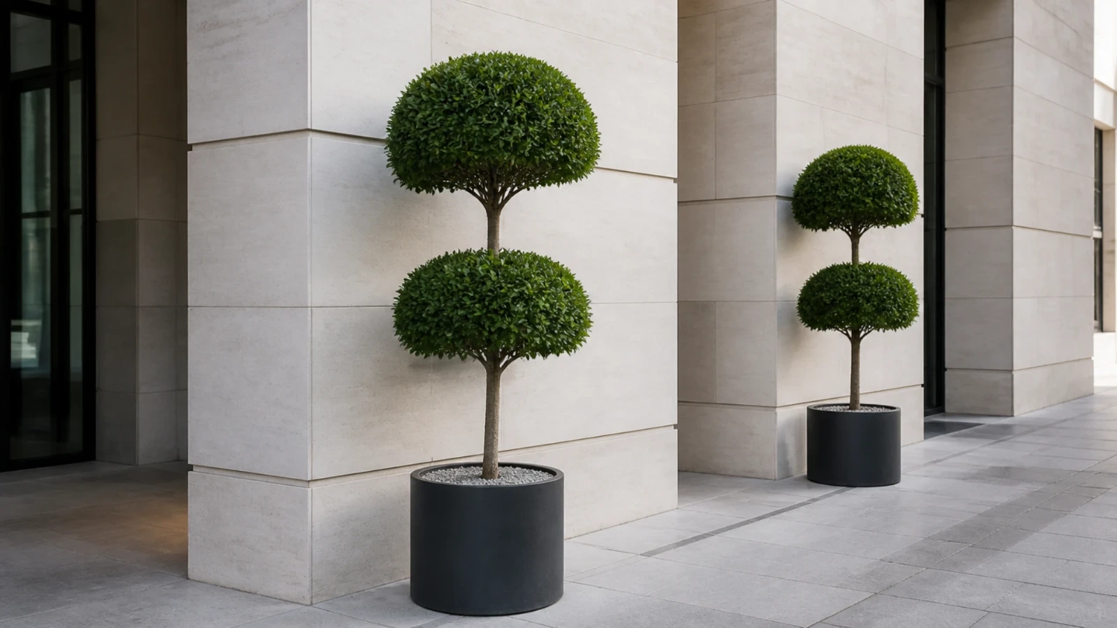 Deux arbres taillés en pot alignés devant une façade de bureaux en pierre claire